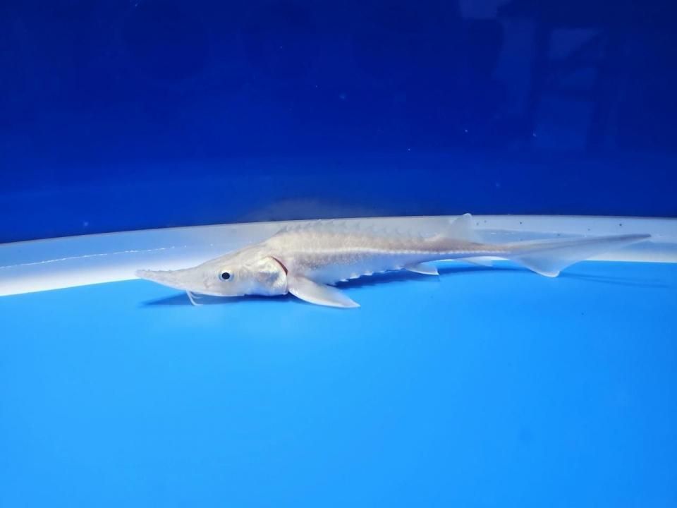 一点もの シベリアチョウザメ 11cm(2025.10.17現在)
