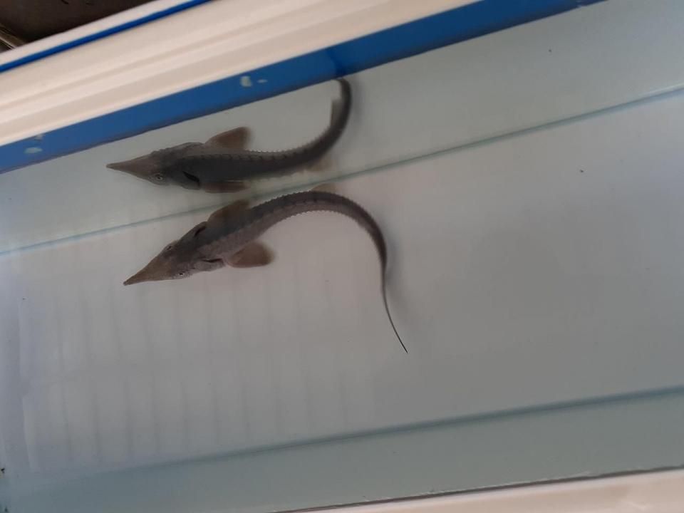  ٥ꥢ祦 18cm2025.06.17ߡ