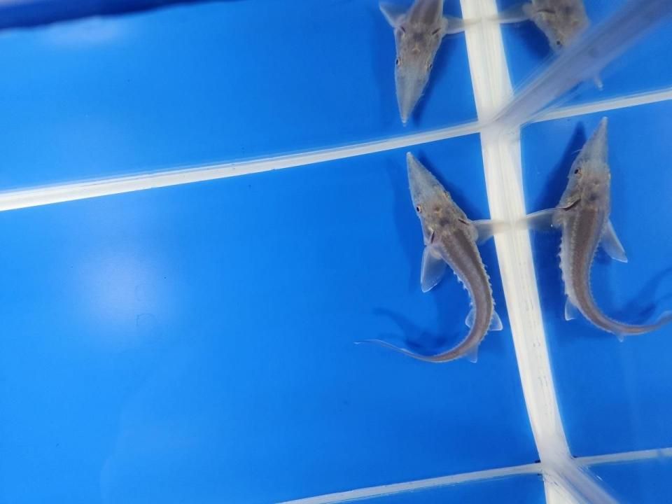 一点もの シベリアチョウザメ 11cm(2025.10.17現在)