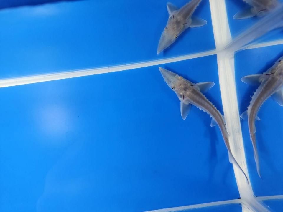 一点もの シベリアチョウザメ 11cm(2025.10.17現在)