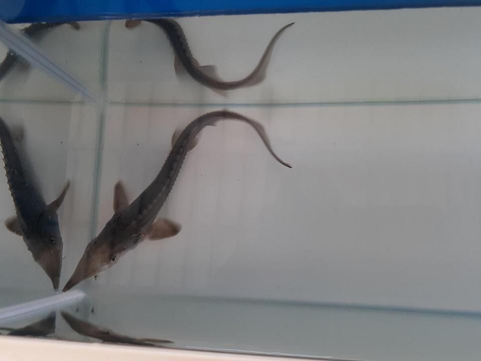  ٥ꥢ祦 18cm2025.06.17ߡ