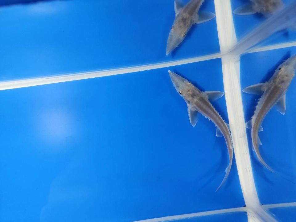 一点もの シベリアチョウザメ 11cm(2025.10.17現在)