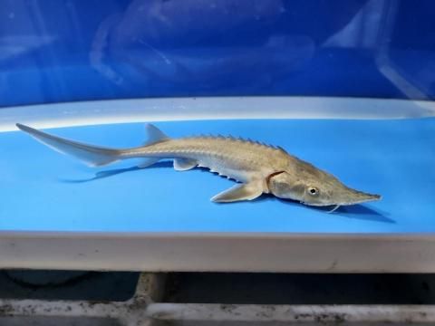  ٥ꥢ祦 14cm2025.10.28ߡ