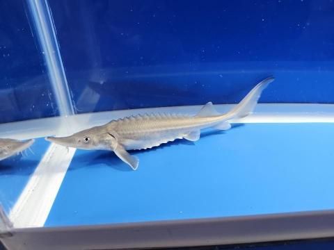  ٥ꥢ祦 15cm2025.11.21ߡ