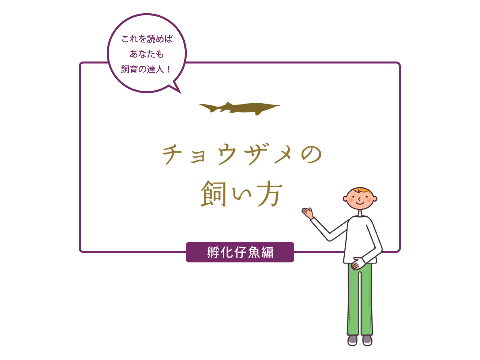 飼育マニュアル(孵化仔魚編)