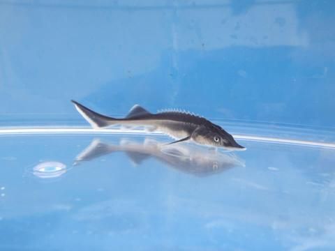 観賞用チョウザメ 観賞魚チョウザメの専門販売 廣島蝶鮫