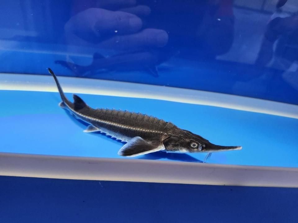   ٥ƥ 17cm2025.10.19ߡ