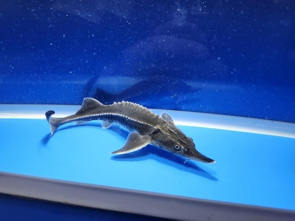 一点もの ベステル 20cm(2025.12.08現在)