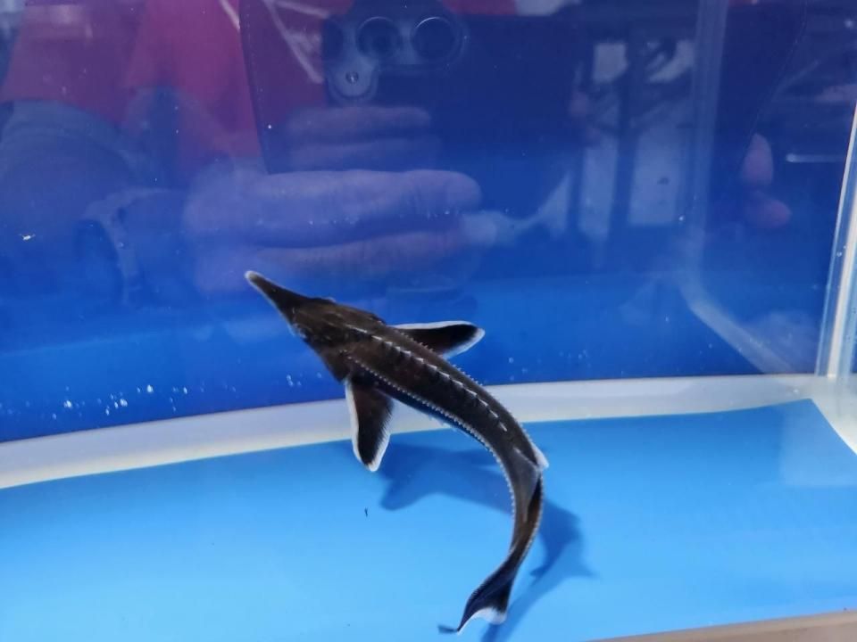   ٥ƥ 17cm2025.10.19ߡ