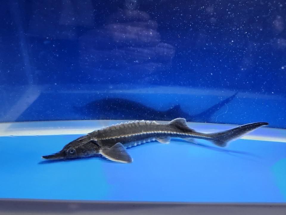 一点もの ベステル 20cm(2025.12.08現在)