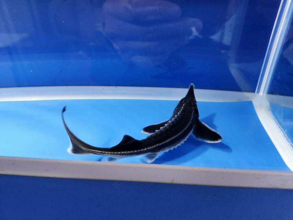   ٥ƥ 17cm2025.10.19ߡ