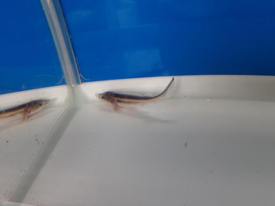   ٥ƥ 5cm2025.06.02ߡ