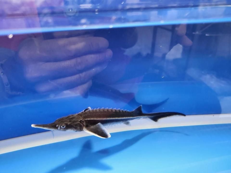   ٥ƥ 17cm2025.10.19ߡ