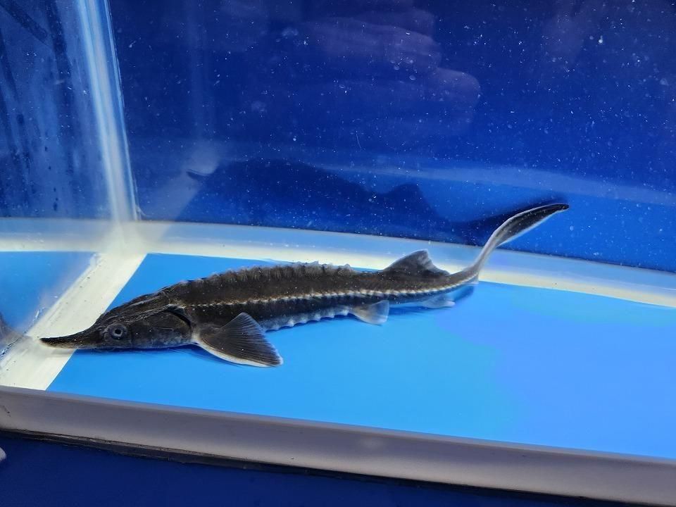 一点もの ベステル 20cm(2025.12.08現在)