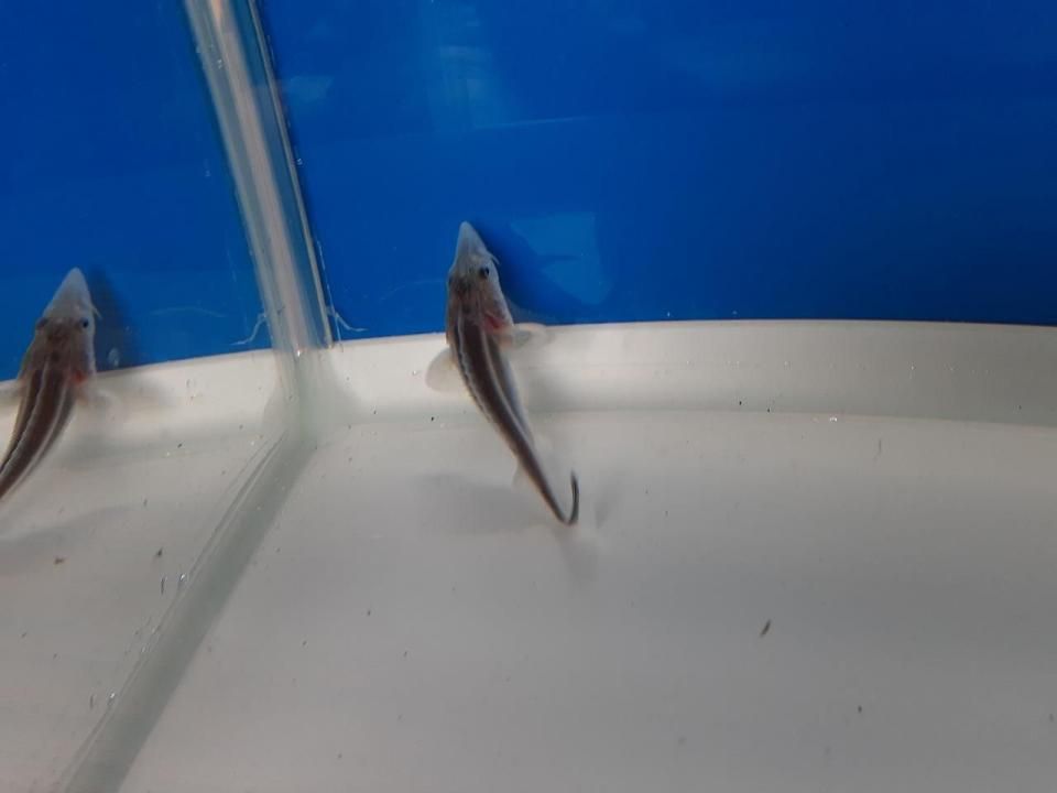   ٥ƥ 5cm2025.06.02ߡ