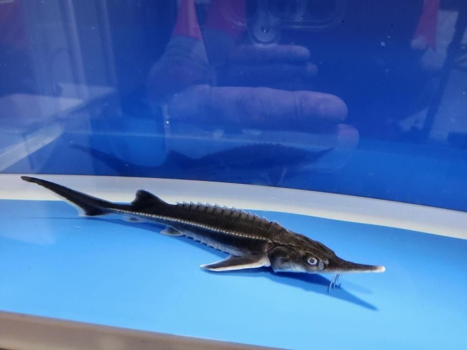   ٥ƥ 17cm2025.10.19ߡ