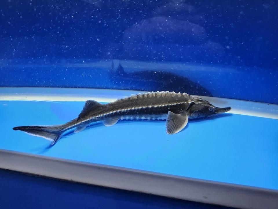 一点もの ベステル 20cm(2025.12.08現在)