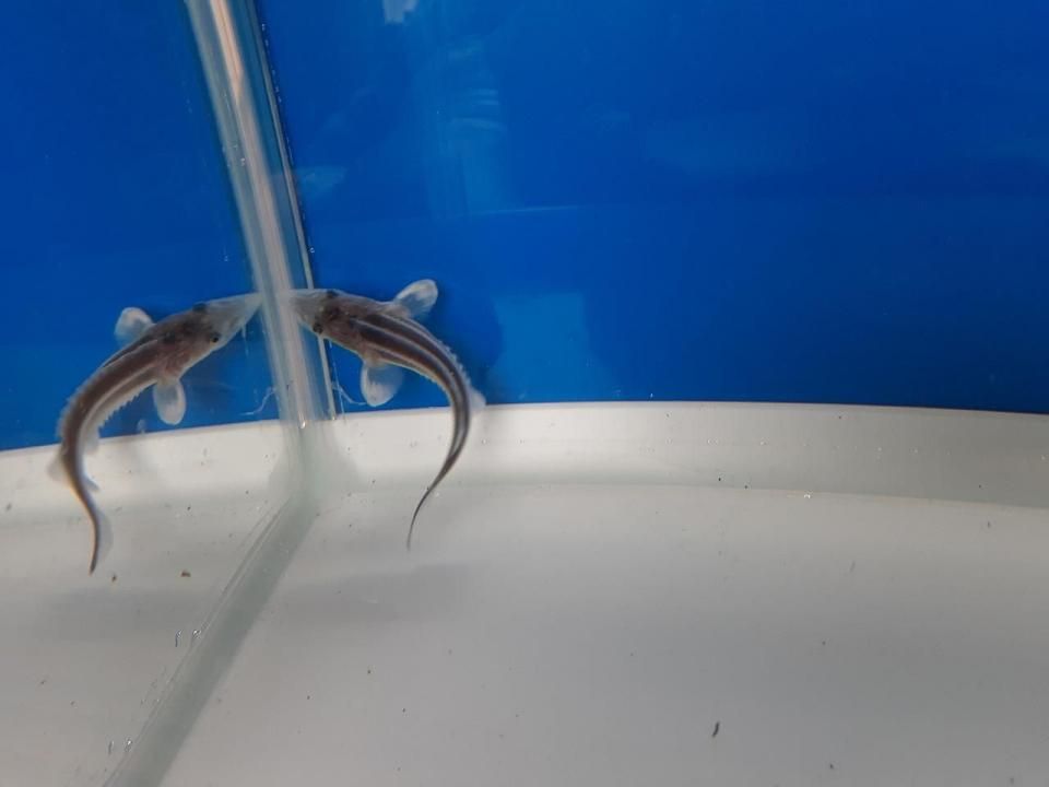   ٥ƥ 5cm2025.06.02ߡ