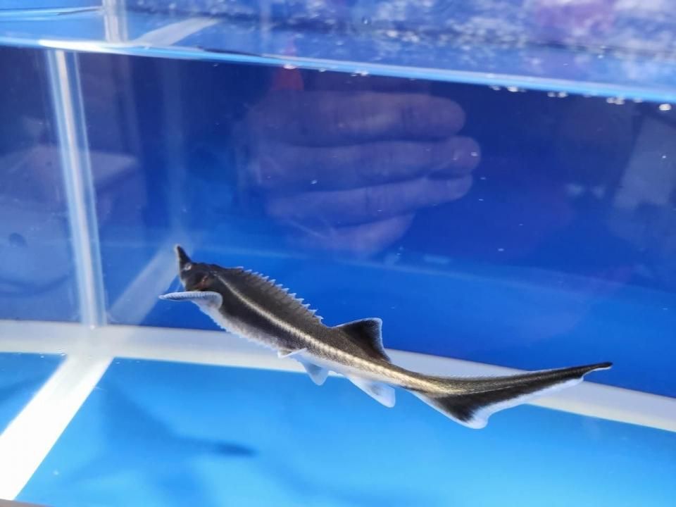   ٥ƥ 17cm2025.10.19ߡ