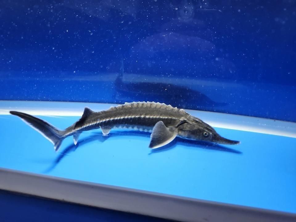 一点もの ベステル 20cm(2025.12.08現在)