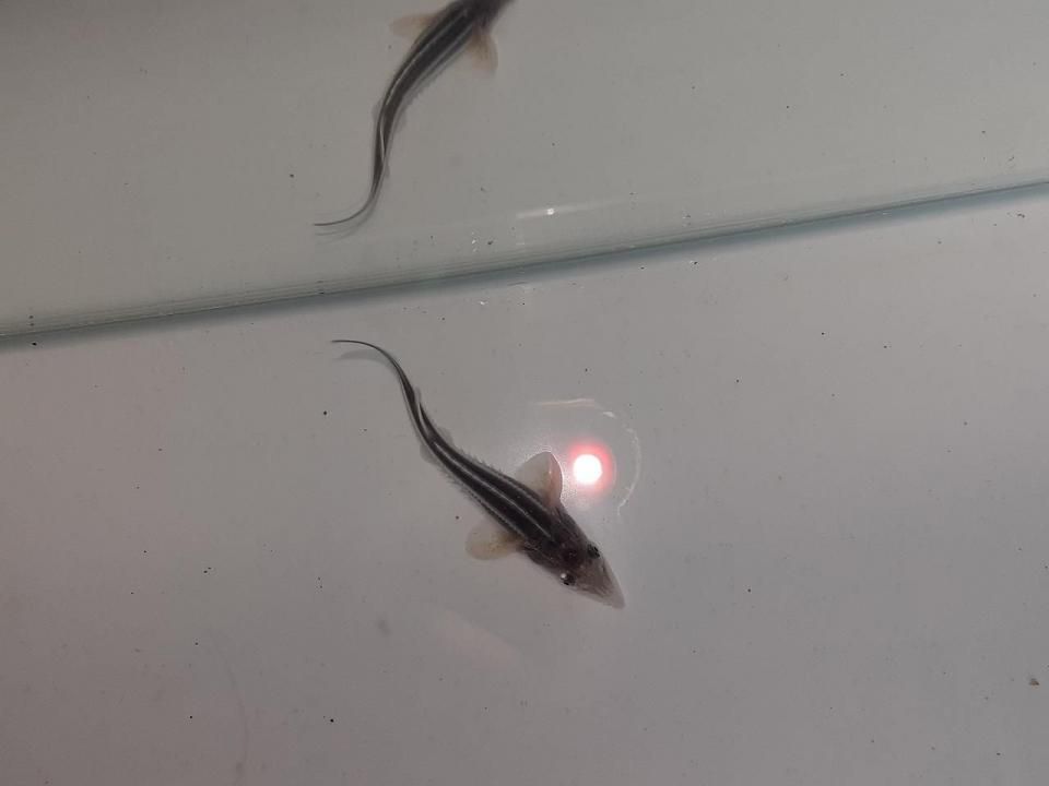   ٥ƥ 5cm2025.06.02ߡ