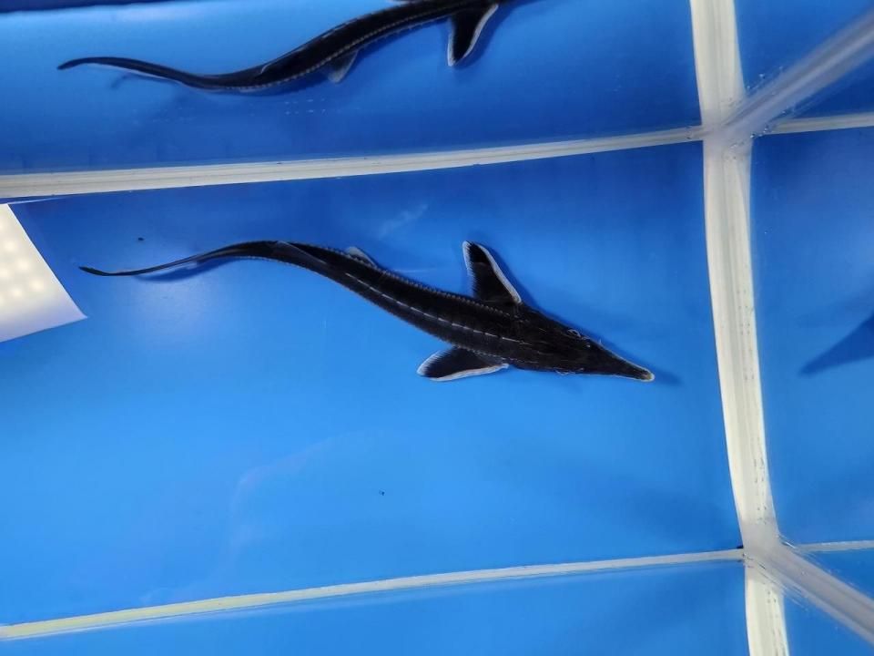   ٥ƥ 17cm2025.10.19ߡ