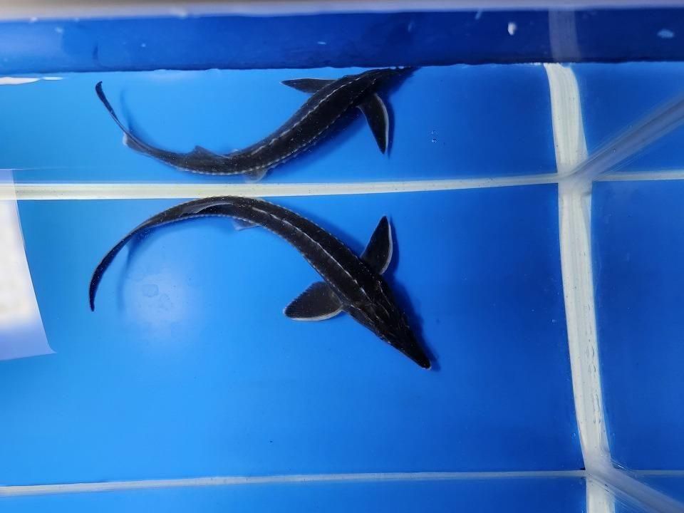 一点もの ベステル 20cm(2025.12.08現在)