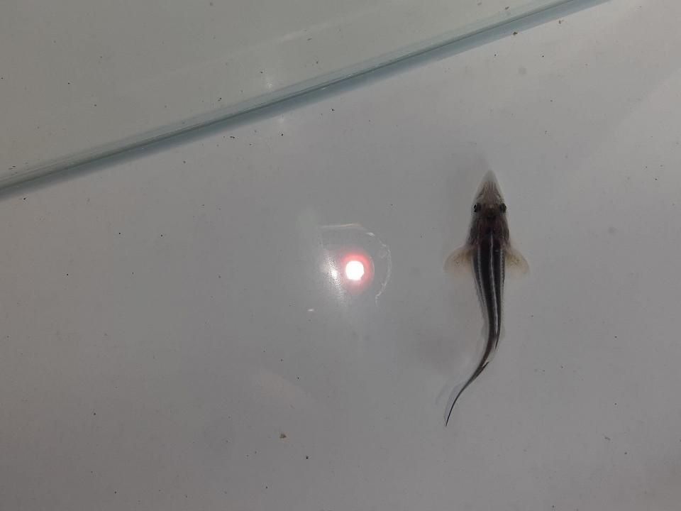   ٥ƥ 5cm2025.06.02ߡ