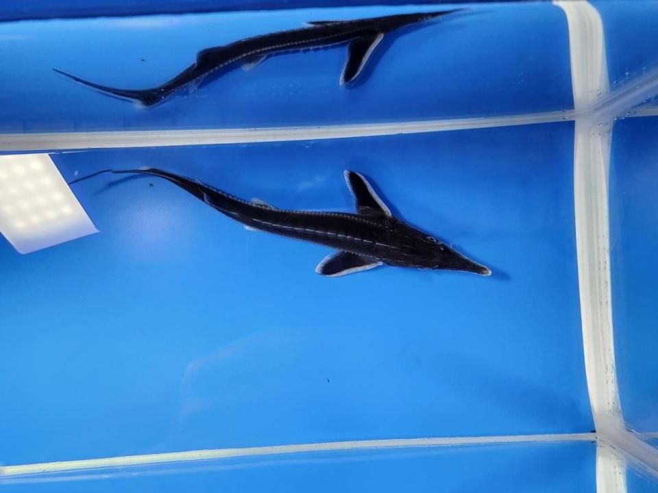   ٥ƥ 17cm2025.10.19ߡ