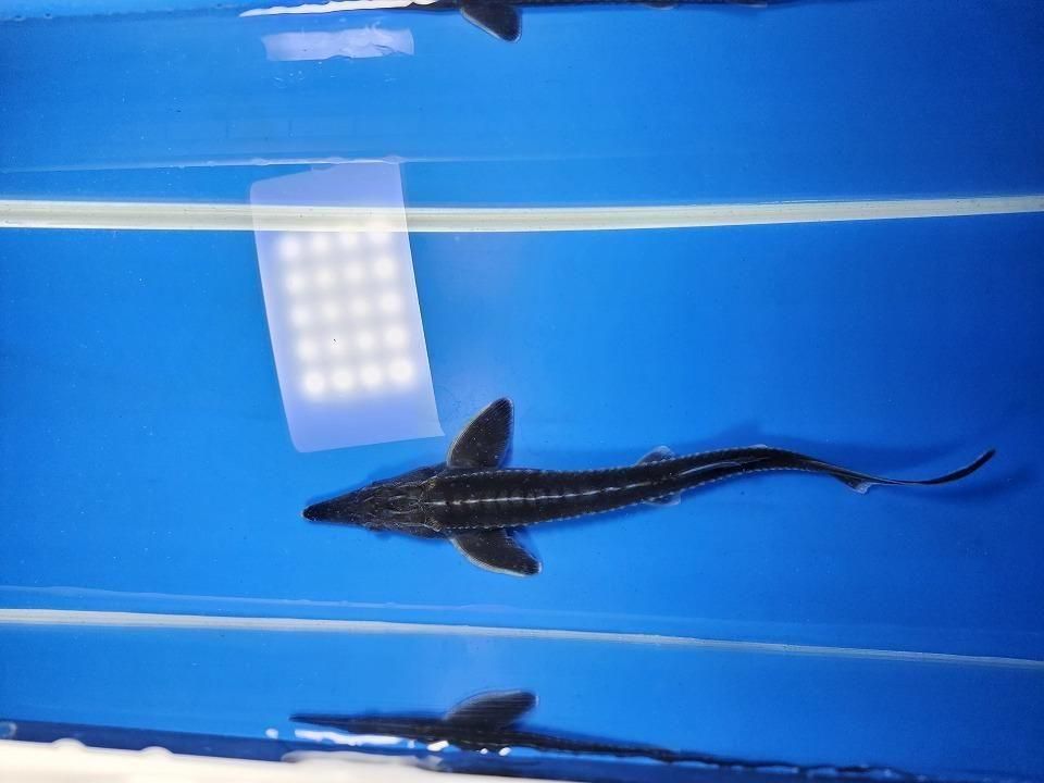 一点もの ベステル 20cm(2025.12.08現在)