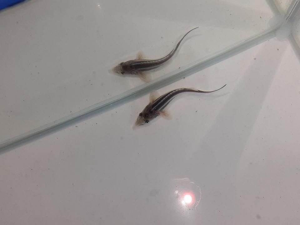   ٥ƥ 5cm2025.06.02ߡ