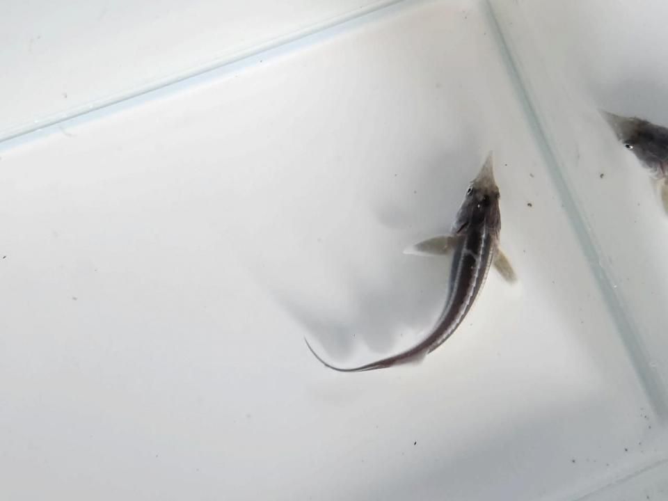   ٥ƥ 9cm2025.07.18ߡ