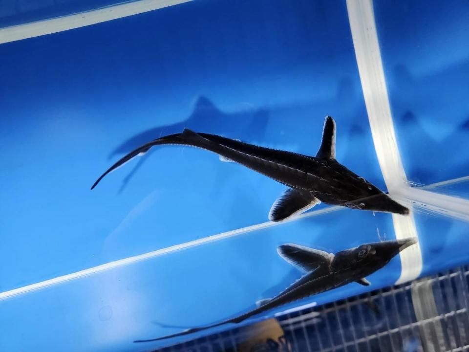   ٥ƥ 17cm2025.10.19ߡ