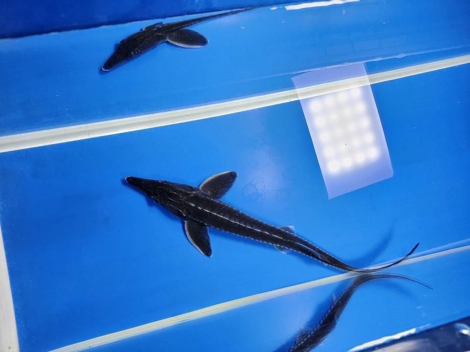 一点もの ベステル 20cm(2025.12.08現在)