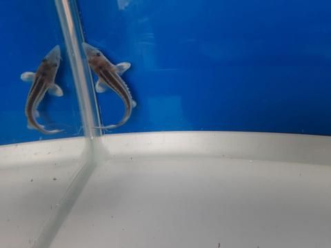   ٥ƥ 5cm2025.06.02ߡ