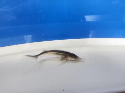   ٥ƥ 9cm2025.07.18ߡ