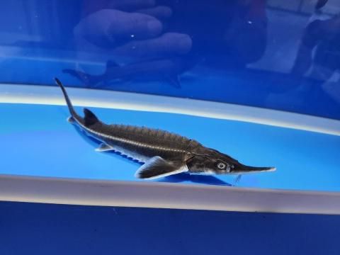   ٥ƥ 17cm2025.10.19ߡ