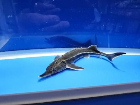   ٥ƥ 19cm2025.11.15ߡ