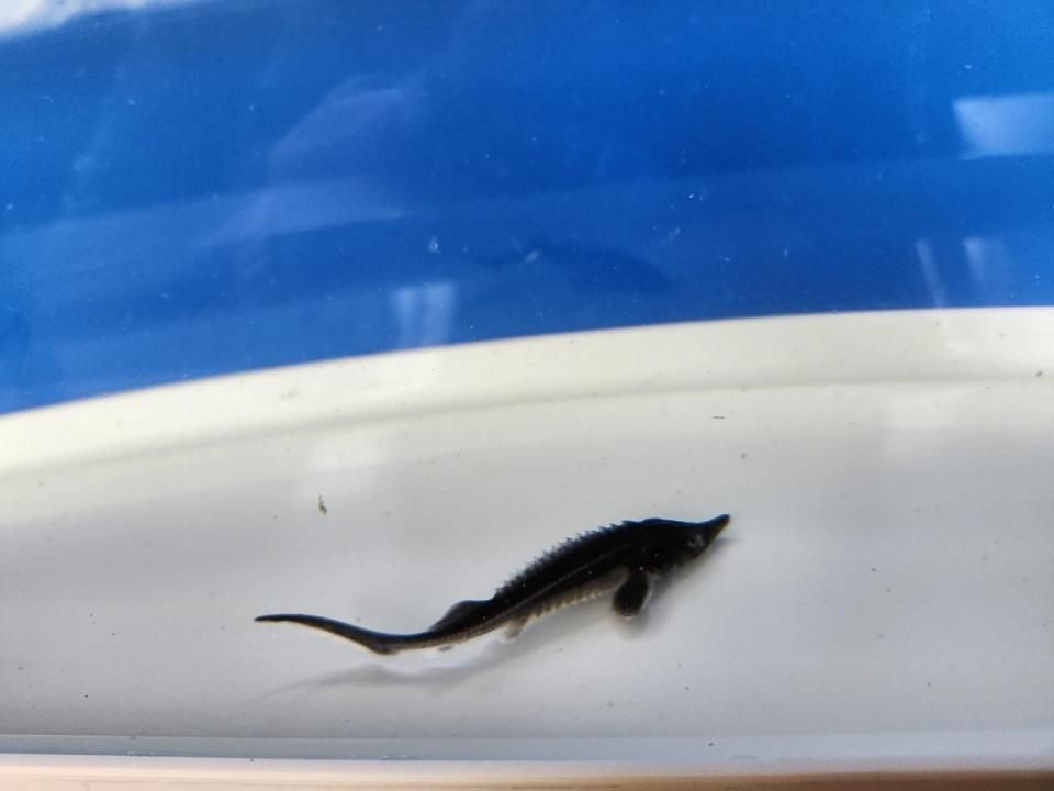  ٥ƥ 8cm2025.07.18ߡ