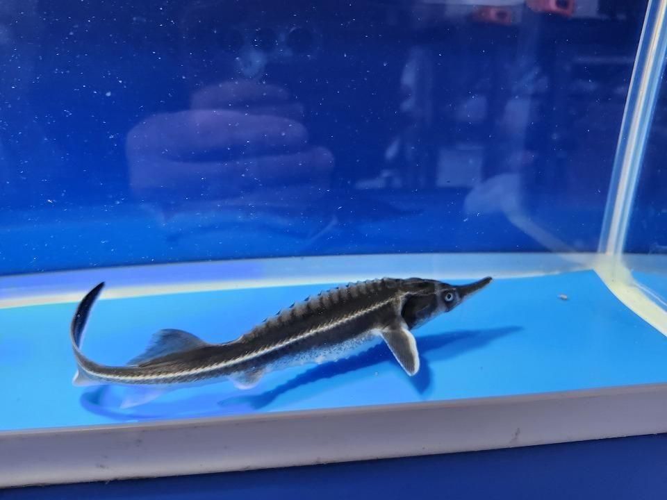   ٥ƥ 18cm2025.11.15ߡ