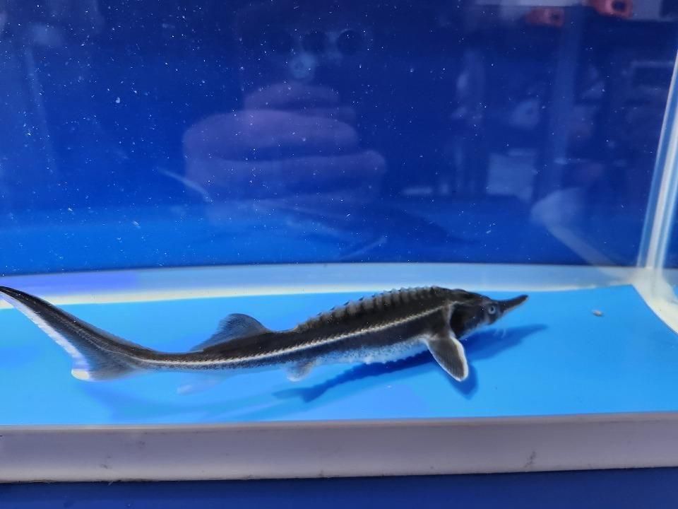   ٥ƥ 18cm2025.11.15ߡ