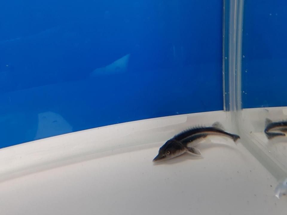  ٥ƥ 6cm2025.06.02ߡ