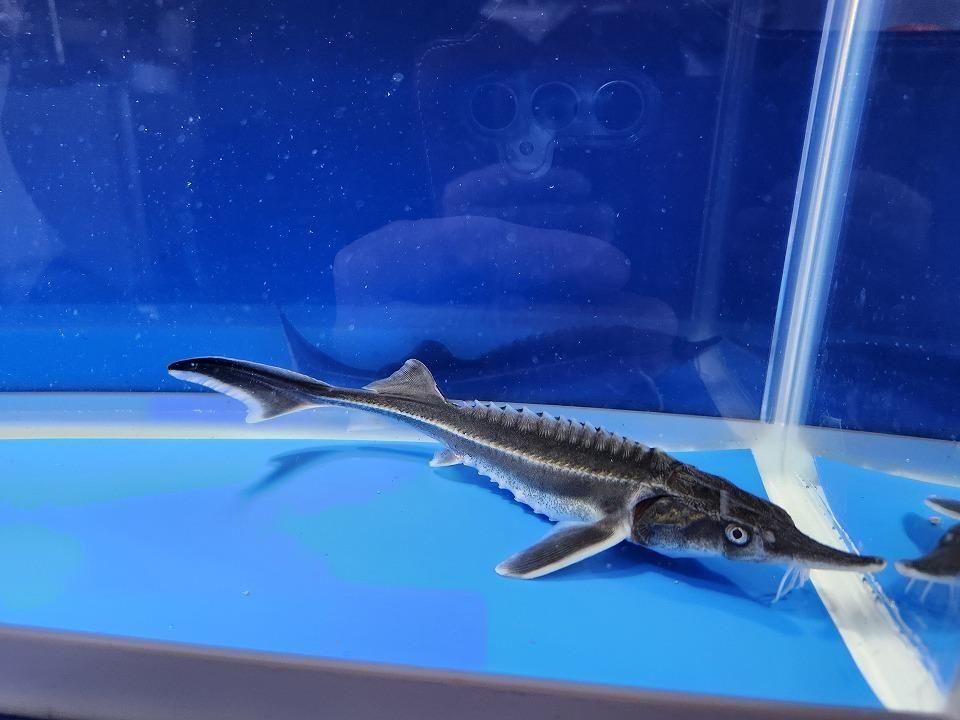   ٥ƥ 18cm2025.11.15ߡ