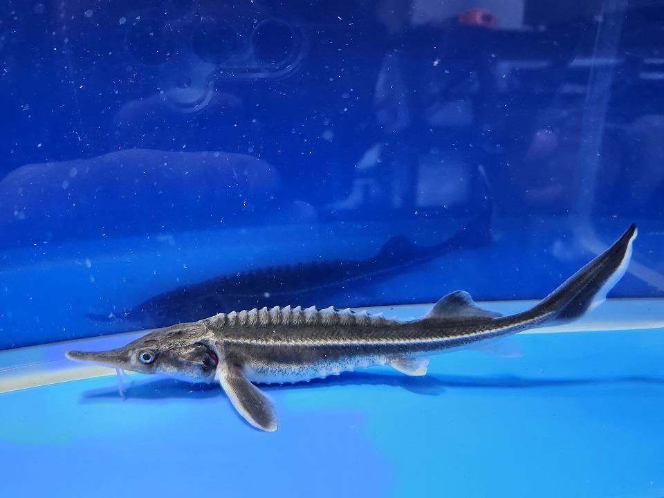   ٥ƥ 18cm2025.11.15ߡ