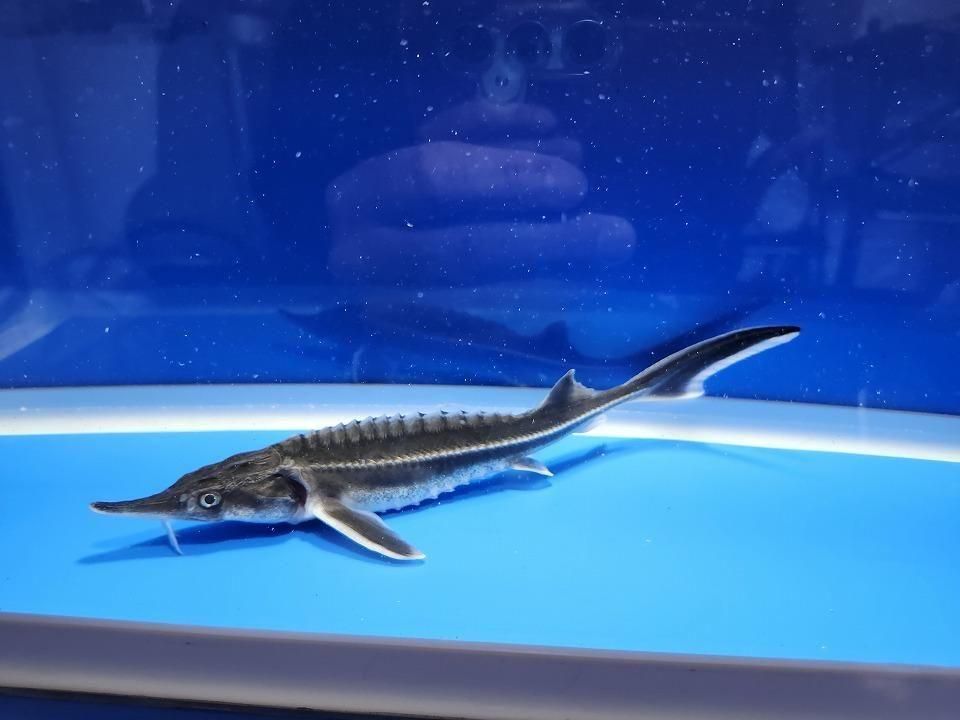   ٥ƥ 18cm2025.11.15ߡ