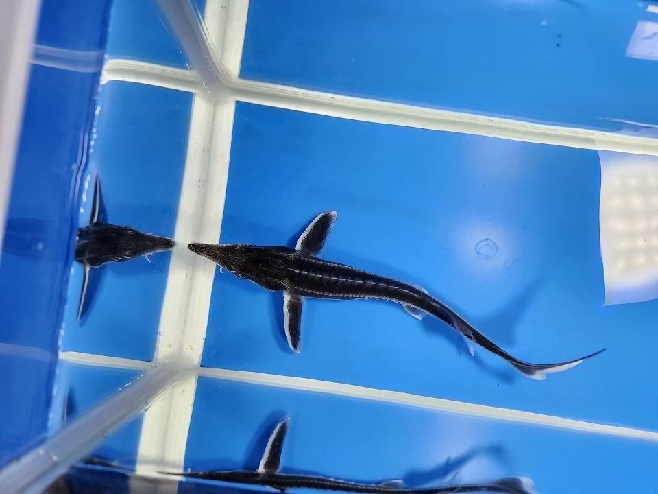   ٥ƥ 18cm2025.11.15ߡ