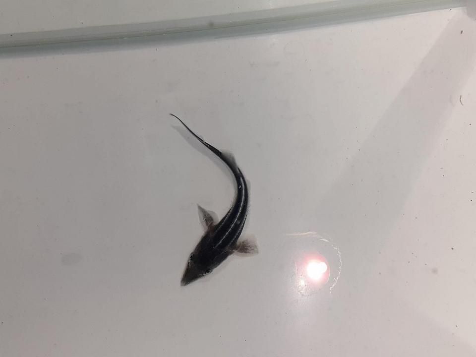  ٥ƥ 6cm2025.06.02ߡ