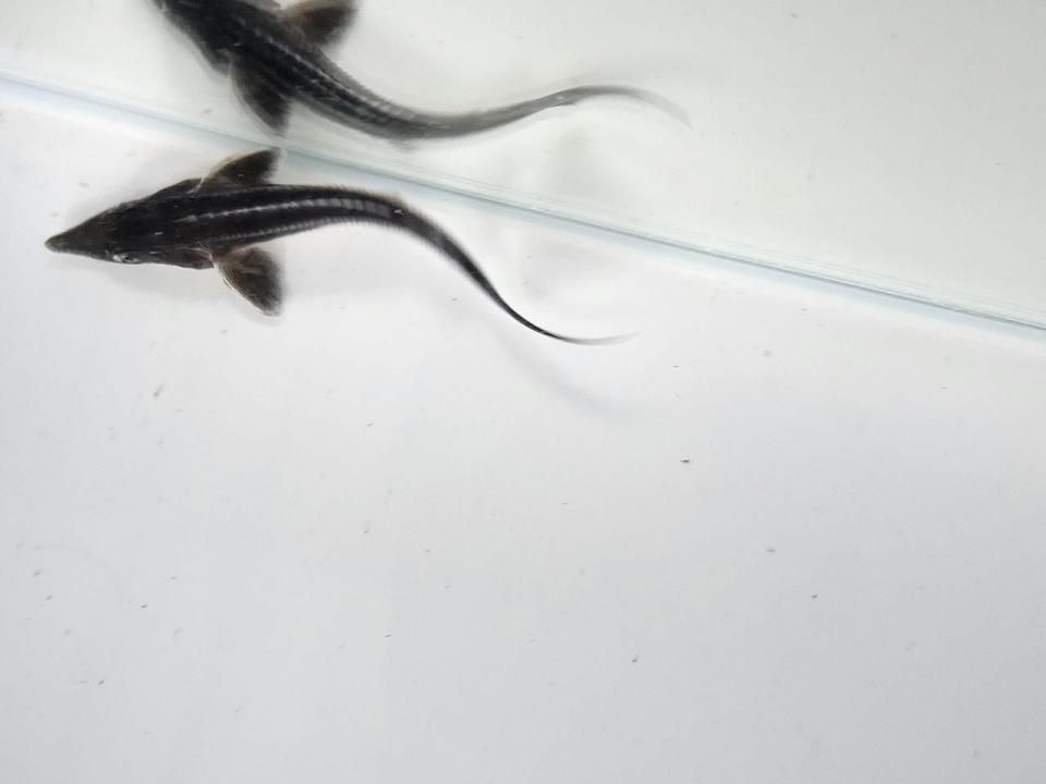  ٥ƥ 8cm2025.07.18ߡ