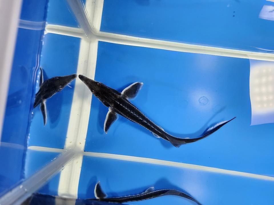   ٥ƥ 18cm2025.11.15ߡ