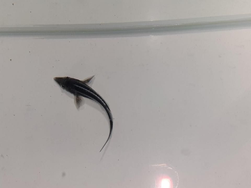  ٥ƥ 6cm2025.06.02ߡ